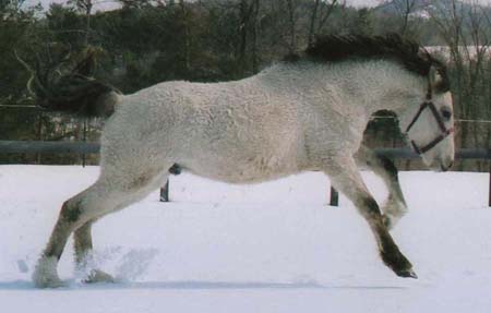 American Bashkir Curly Horse